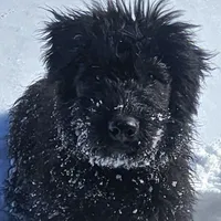 AKC Lina, a female Bouvier des Flandres for sale in Houston, MO – Photo 1 of 8