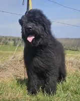 AKC Lina, a female Bouvier des Flandres for sale in Houston, MO – 4 of 9