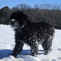AKC Lina, a female Bouvier des Flandres for sale in Houston, MO – Photo 6 of 8