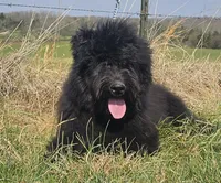 AKC Lina, a female Bouvier des Flandres for sale in Houston, MO – 5 of 9