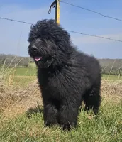 AKC Lina, a female Bouvier des Flandres for sale in Houston, MO – 6 of 9