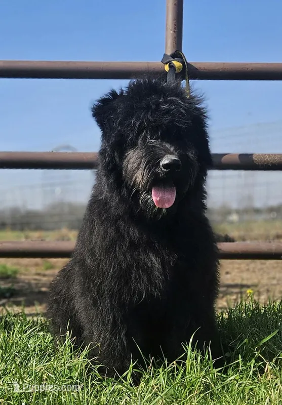 AKC Lina – Bouvier des Flandres puppy for sale in Houston, MO