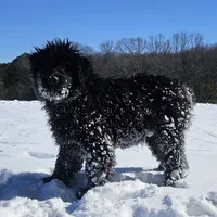 AKC Lina, a female Bouvier des Flandres for sale in Houston, MO – Photo 5 of 8