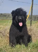 AKC Lina, a female Bouvier des Flandres for sale in Houston, MO – 9 of 9