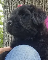 AKC Verna, a female Bouvier des Flandres for sale in Houston, MO – 4 of 10