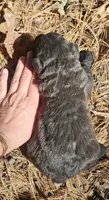 AKC Mickey, a male Bouvier des Flandres for sale in Houston, MO – 3 of 3