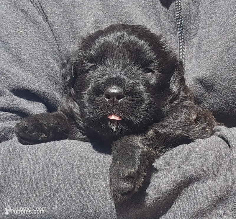 AKC Gavyn – Bouvier des Flandres puppy for sale in Houston, MO
