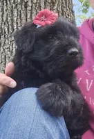 AKC Verna, a female Bouvier des Flandres for sale in Houston, MO – 3 of 10