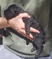 AKC Joby, a male Bouvier des Flandres for sale in Houston, MO – 5 of 6