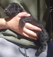 AKC Rik, a male Bouvier des Flandres for sale in Houston, MO – 9 of 9