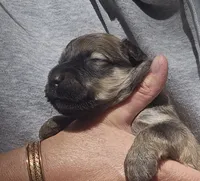 AKC Pearl, a female Bouvier des Flandres for sale in Houston, MO – 2 of 5