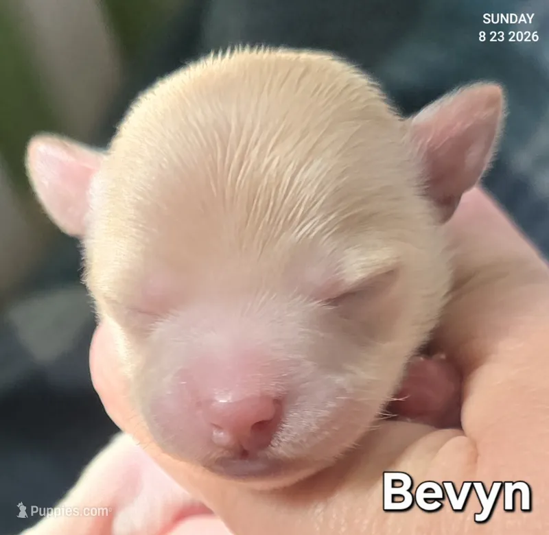 Bevyn – Chihuahua puppy for sale in Mims, FL