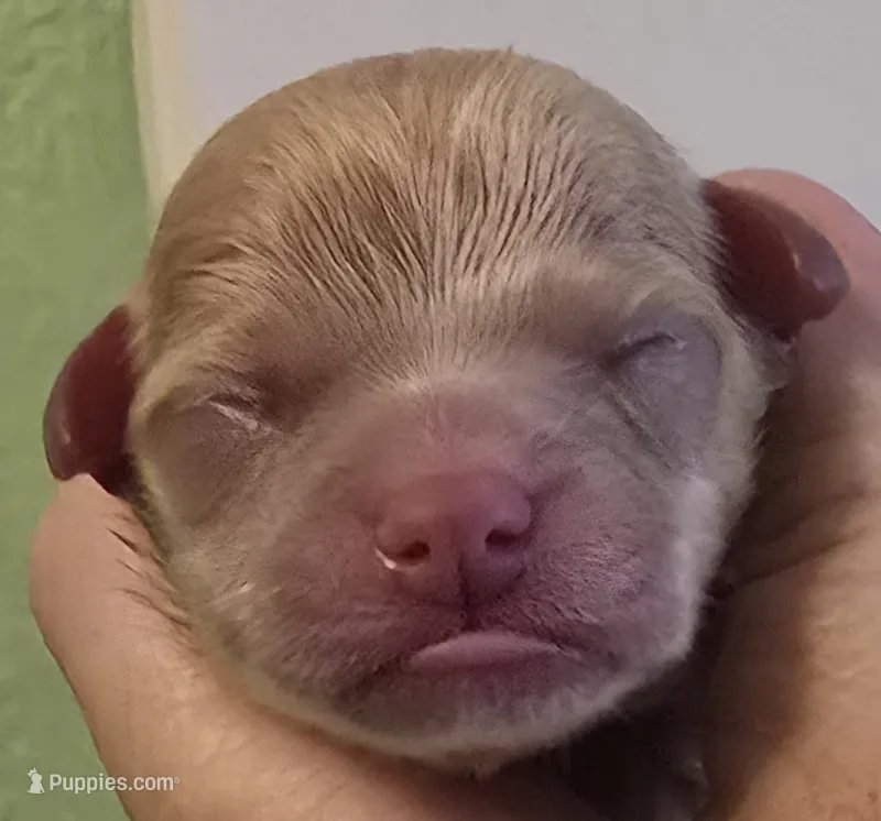 Blaine – Chihuahua puppy for sale in Mims, FL