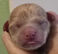 Blaine, a male Chihuahua for sale in Mims, FL – 1 of 5