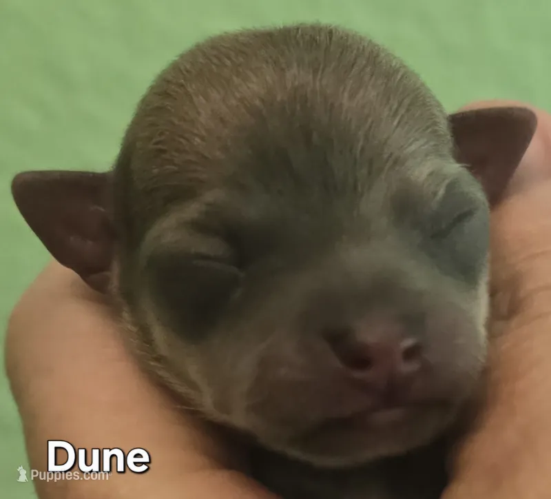 Dune – Chihuahua puppy for sale in Mims, FL