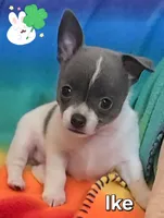 Ike, a male Chihuahua for sale in Mims, FL – Photo 4 of 7