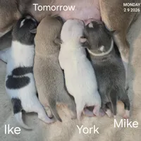 Ike, a male Chihuahua for sale in Mims, FL – Photo 5 of 7