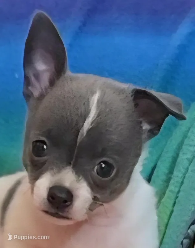 Ike – Chihuahua puppy for sale in Mims, FL