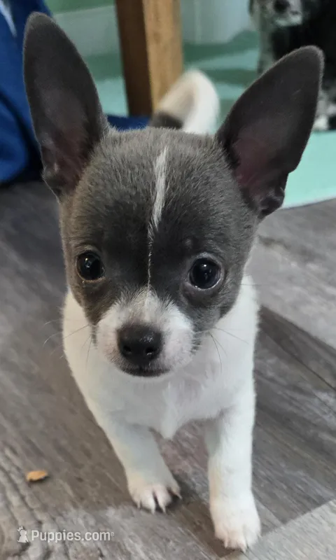 Ike – Chihuahua puppy for sale in Mims, FL