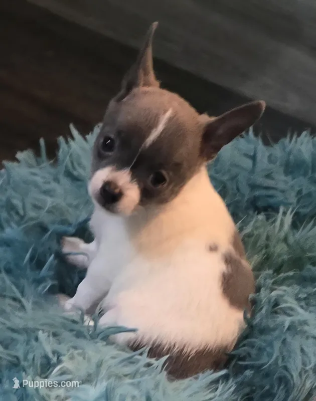 Ike – Chihuahua puppy for sale in Mims, FL