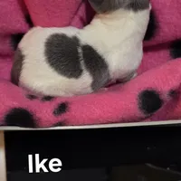 Ike, a male Chihuahua for sale in Mims, FL – Photo 6 of 7