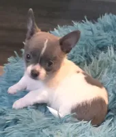 Ike, a male Chihuahua for sale in Mims, FL – Photo 2 of 7