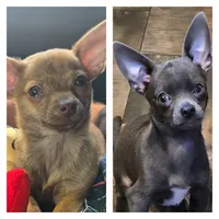 Bevyn, a male Chihuahua for sale in Mims, FL – 4 of 5