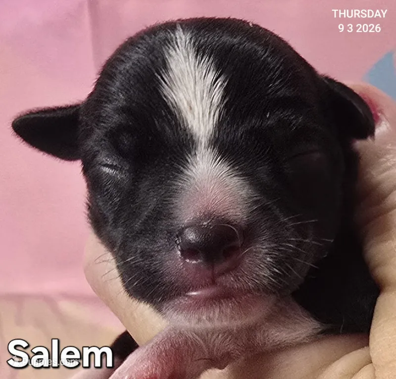 Salem – Chihuahua puppy for sale in Mims, FL