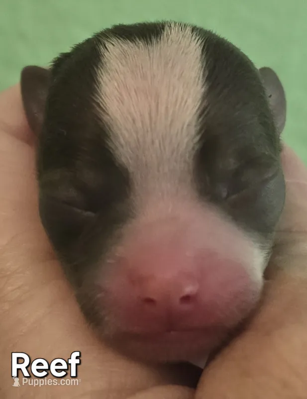 Reef – Chihuahua puppy for sale in Mims, FL