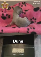 Dune, a male Chihuahua for sale in Mims, FL – 5 of 8