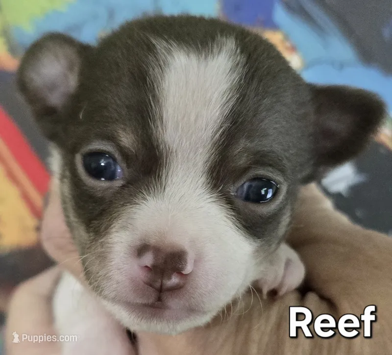 Reef – Chihuahua puppy for sale in Mims, FL