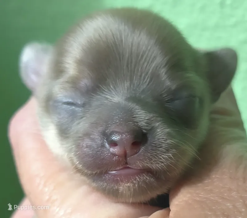 Autumn – Chihuahua puppy for sale in Mims, FL
