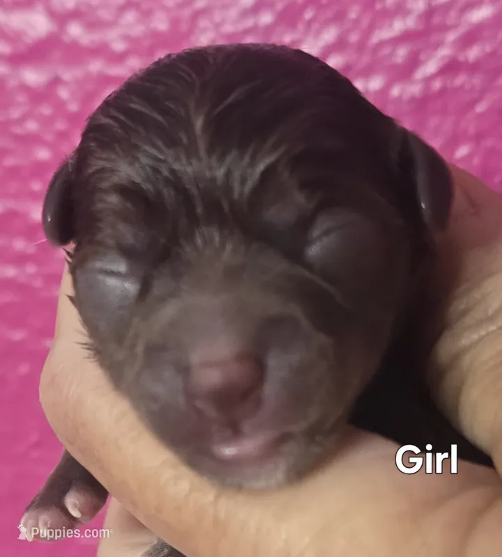 Moana, a female Chihuahua for sale in Mims, FL – 1 of 4