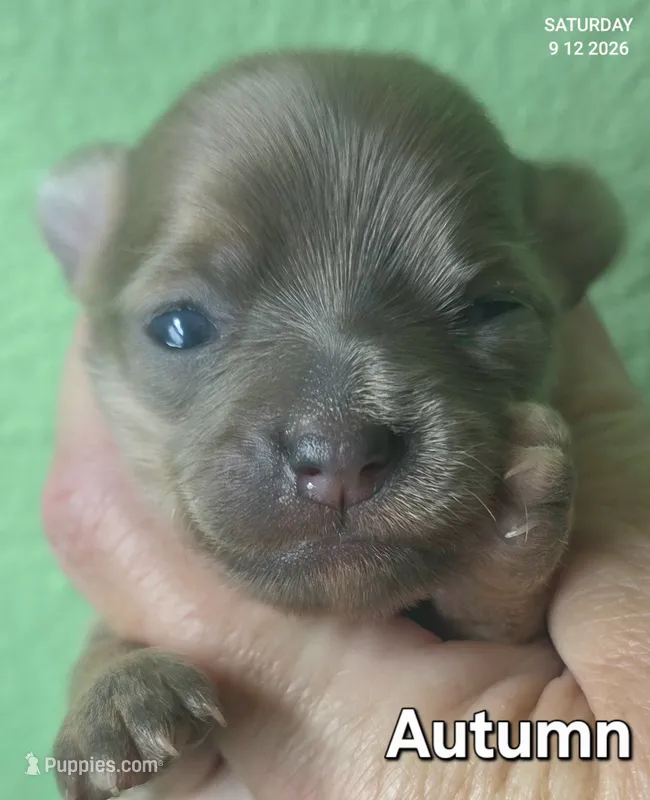 Autumn – Chihuahua puppy for sale in Mims, FL