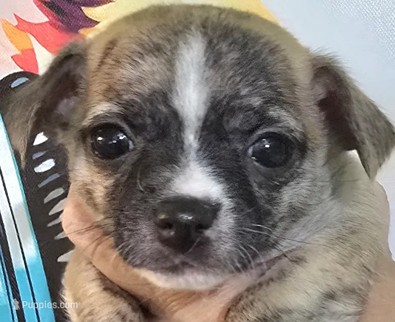 Finn – Chihuahua puppy for sale in Mims, FL