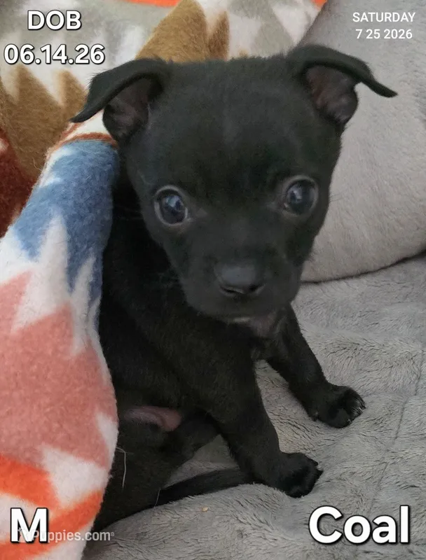 Coal – Chihuahua puppy for sale in Mims, FL