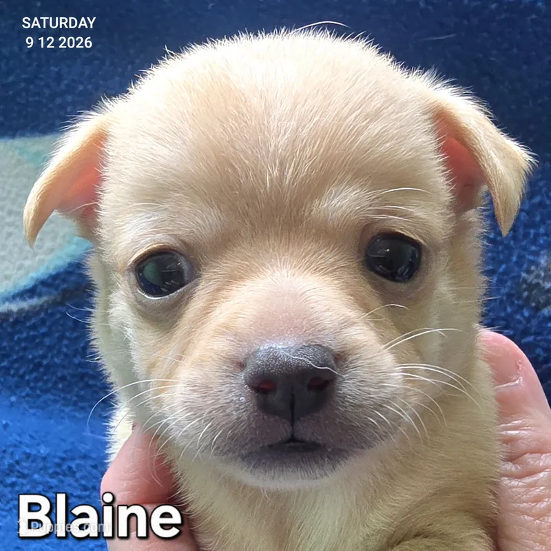 Blaine – Chihuahua puppy for sale in Mims, FL
