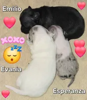 Esperanza, a female Chihuahua for sale in Mims, FL – 5 of 8