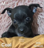 Coal, a male Chihuahua for sale in Mims, FL – 1 of 4