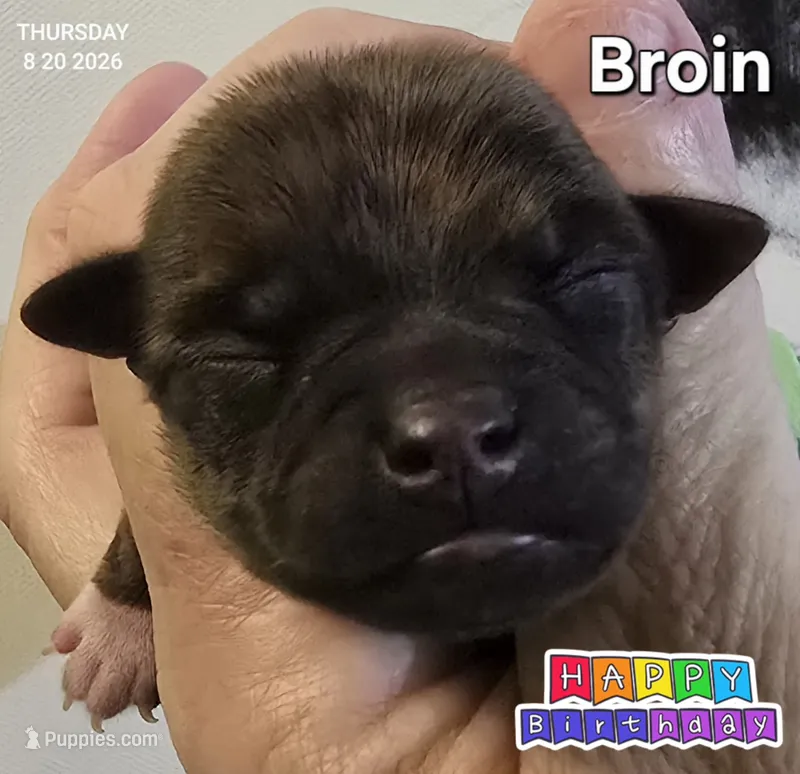 Broin – Chihuahua puppy for sale in Mims, FL