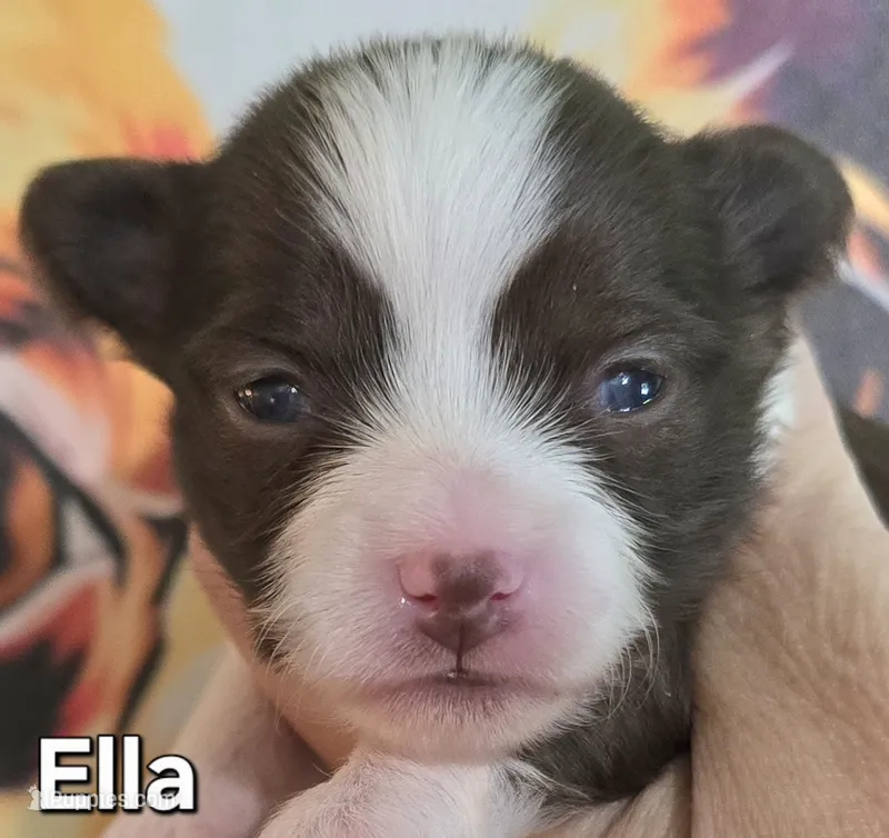 Ella – Chihuahua puppy for sale in Mims, FL
