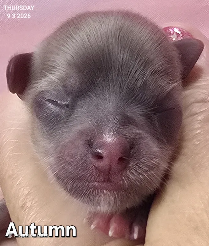 Autumn – Chihuahua puppy for sale in Mims, FL