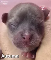 Autumn, a female Chihuahua for sale in Mims, FL – 1 of 7