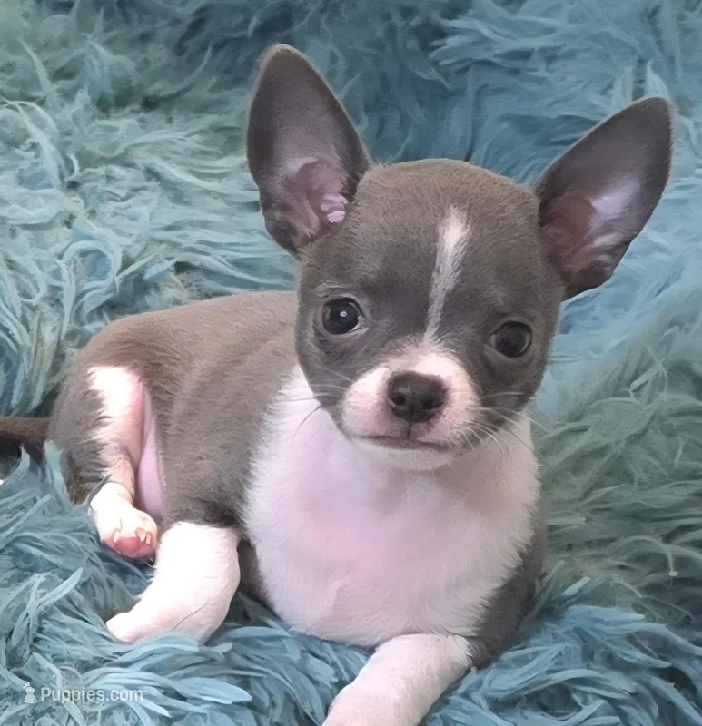 Mike – Chihuahua puppy for sale in Mims, FL
