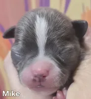 Mike, a male Chihuahua for sale in Mims, FL – Photo 3 of 9