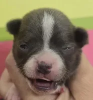 Mike, a male Chihuahua for sale in Mims, FL – Photo 1 of 9