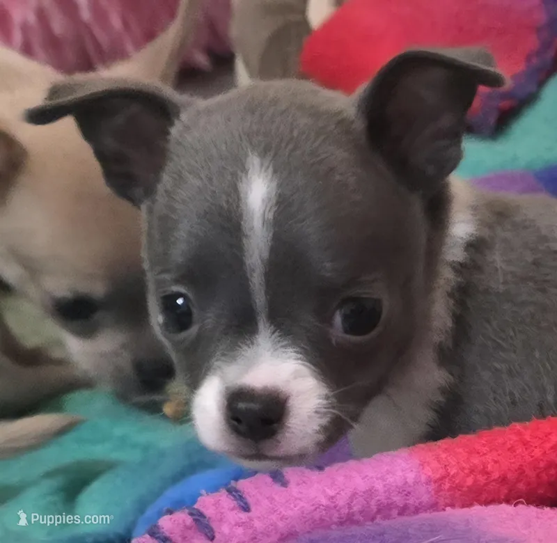Mike – Chihuahua puppy for sale in Mims, FL