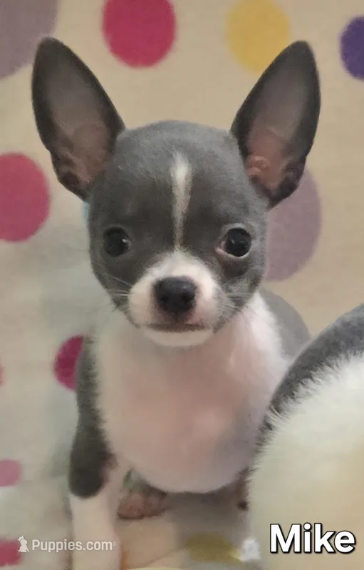 Mike – Chihuahua puppy for sale in Mims, FL