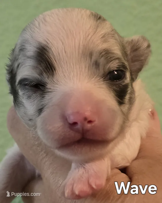 Wave – Chihuahua puppy for sale in Mims, FL