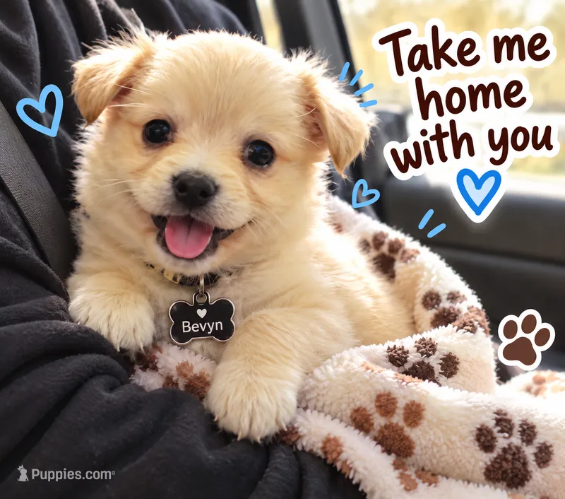 Bevyn – Chihuahua puppy for sale in Mims, FL